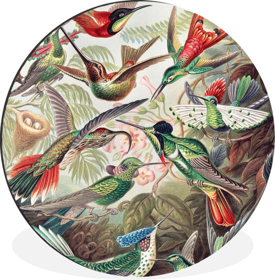 WallCircle - Wandcirkel - Muurcirkel - Kolibrie - Vintage - Ernst Haeckel - Vogel - Kunst - Natuur - Aluminium - Dibond - ⌀ 60 cm - Binnen en Buiten