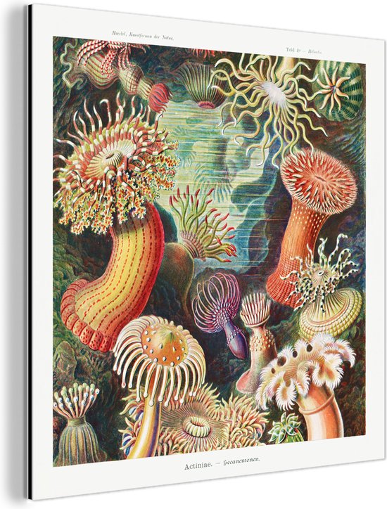 Wanddecoratie Metaal - Aluminium Schilderij Industrieel - Ernst Haeckel - Anemoon - Retro - Natuur - Planten - Zee - 50x50 cm - Dibond - Foto op aluminium - Industriële muurdecoratie - Voor de woonkamer/slaapkamer