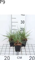 6 x Pennisetum alopecuroides 'Cassian' - Lampepoetsersgras - pot 9 x 9 cm