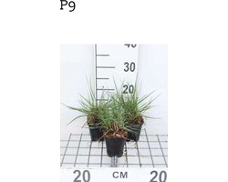 6 x Pennisetum alopecuroides 'Cassian' - Lampepoetsersgras - pot 9 x 9 cm