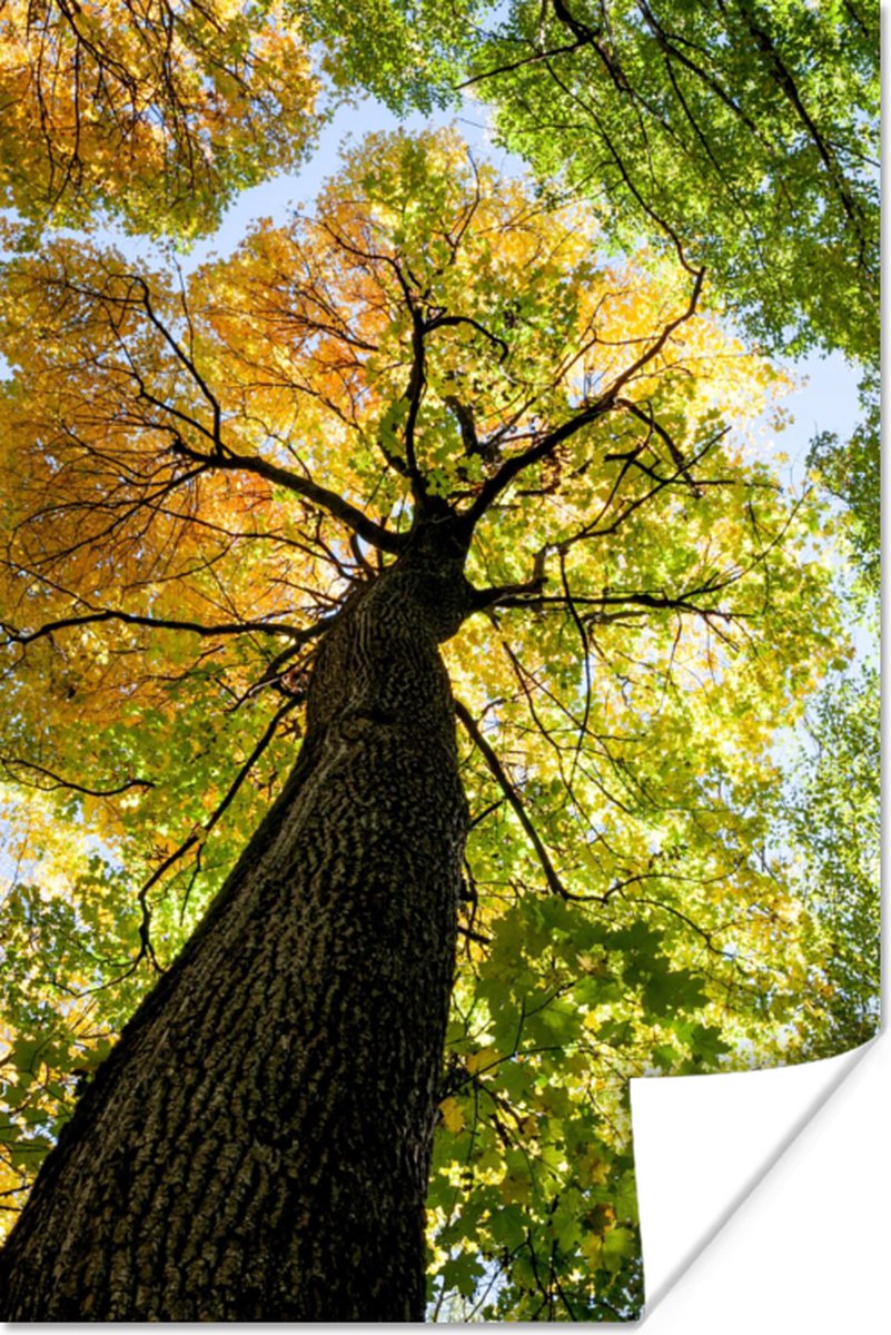 Poster Boom - Natuur - Bos - 60x90 cm