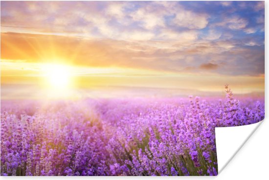 Poster Lavendel - Zon - Lucht - Natuur - 90x60 cm