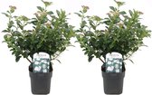 Plant in a Box - Viburnum Tinus - Set van 2 - Winterharde groenblijvende heesters - Pot 17cm - Hoogte 25-40cm
