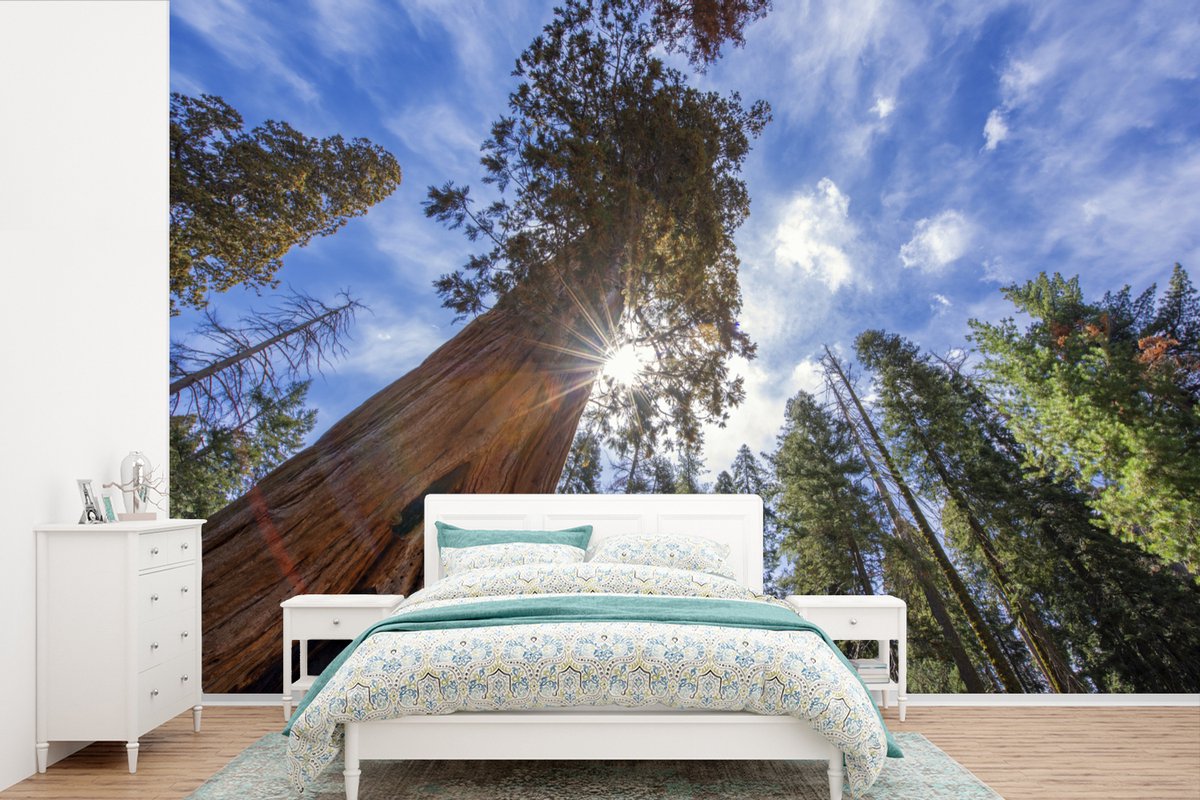 Behang - Fotobehang Bomen in het Nationaal park Sequoia in Noord-Amerika - Breedte 390 cm x hoogte 260 cm