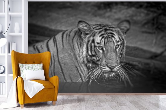 Papier peint photo peint photo vinyle - Tigre dans l'eau largeur 600 cm x hauteur 400 cm - Tirage photo sur papier peint (disponible en 7 tailles)