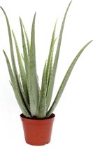 Kamerplant van Botanicly – Aloe Vera – Hoogte: 35 cm