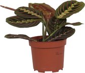 Kamerplant van Botanicly – Pijlwortel – Hoogte: 20 cm – Maranta leuconeura Tricolor