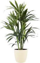 Kamerplant van Botanicly – Kentiapalm incl. crème kleurig sierpot als set – Hoogte: 90 cm – Howea forsteriana Kentia