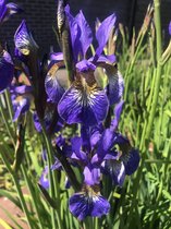 6 x Iris Siberica 'Blue King' Baardloze Iris P9 (9x9 cm pot)