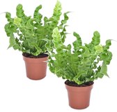 Plant in a Box - Set van 2 Asplenium Crispy Wave - Asplenium nidus 'Crispy Wave' - Luchtzuiverende kamerplanten - Pot 12cm - Hoogte 25-40cm