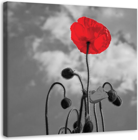 Trend24 - Canvas Schilderij - Poppy In Bloom - Schilderijen - Bloemen - 30x30x2 cm - Rood