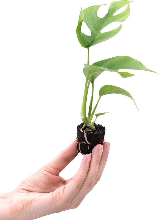 PLNTS - Baby Rhaphidophora Tetrasperma - Monstera Minima - Stekplantje 4 cm - Hoogte 15 cm