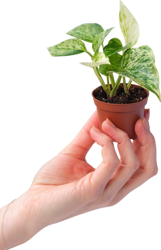 Epipremnum – Aureum Marble Queen – Babyplantje – Hoogte 10cm