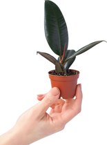 PLNTS - Baby Ficus Robusta (Vijg) - Kamerplant Rubberboom - Kweekpot 6 cm - Hoogte 15 cm