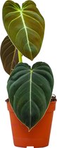 PLNTS - Philodendron Melanochrysum - Kamerplant - Kweekpot 13 cm - Hoogte 35 cm
