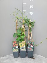 Klimplanten pakket - 2 soorten kamperfoelie (Lonicera 'Belgica' + Lonicera 'Henryi') & gele Toscaanse jasmijn (Trachelospermum)