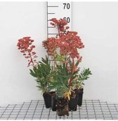 6 x  Euphorbia martinii - WOLFSMELK - pot 9 x 9 cm