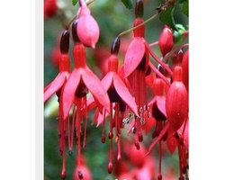 6 x Fuchsia 'Riccartonii' - BELLENPLANT, FUCHSIASTRUIK, TUINFUCHSIA - pot 9 x 9 cm