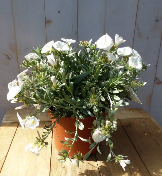 Convolvulus Cneorum zilverwinde