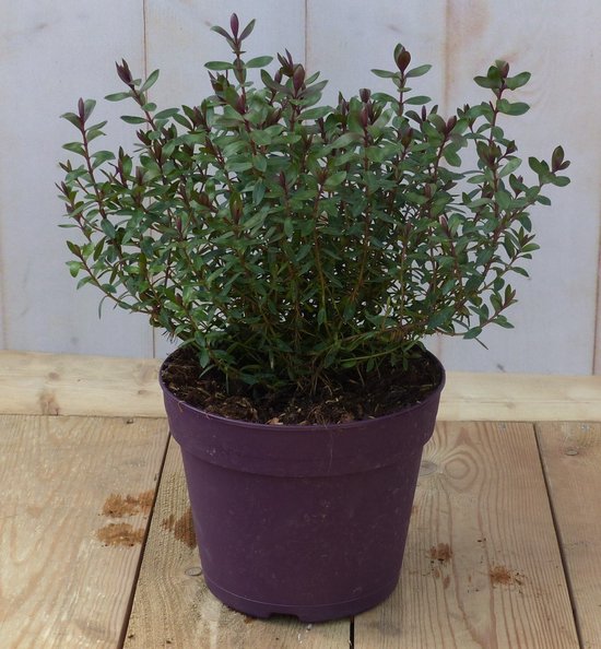 Hebe groenblijvend vaste plant met rood groen blad