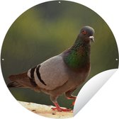 Tuincirkel Duif - Vogel - Dieren - 60x60 cm - Ronde Tuinposter - Buiten