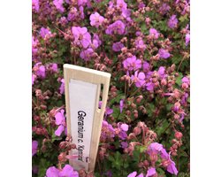 6 x Geranium cantabrigiense 'Karmina' - Ooievaarsbek - pot 9 x 9 cm
