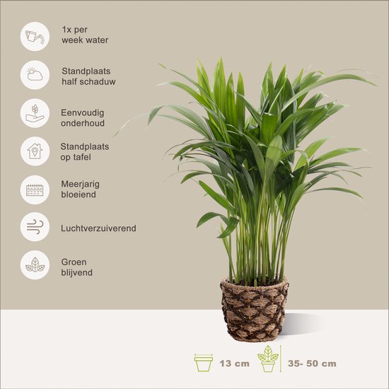 Areca en panier décoratif Guusje Naturel - plante d'intérieur purificatrice d'air - facile d'entretien Golden Palm - ↕35-50cm - Ø13 - fourni avec cache-pot - frais de la pépinière