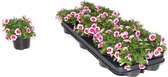 Mini-petunia / Million Bells (Callibrachoa) - roze - perkplant - 9 kwekerspotjes (Ø10,5cm) - volle tray