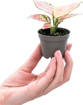 PLNTS - Baby Aglaonema Red Valentine (Chinese Evergreen) - Kamerplant - Kweekpot 6 cm - Hoogte 15 cm