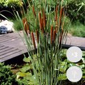 3x Typha latifolia - Grote lisdodde - Vijverplant - Winterhard - ⌀9 cm - 15-25 cm