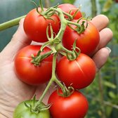 Tomaten zaden - Tomaat Ailsa Craig