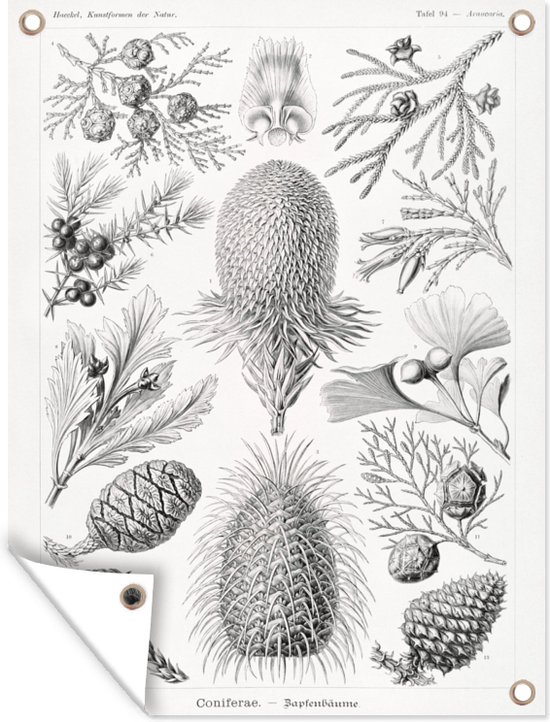 - Ernst Haeckel - Vintage - Tuindoek