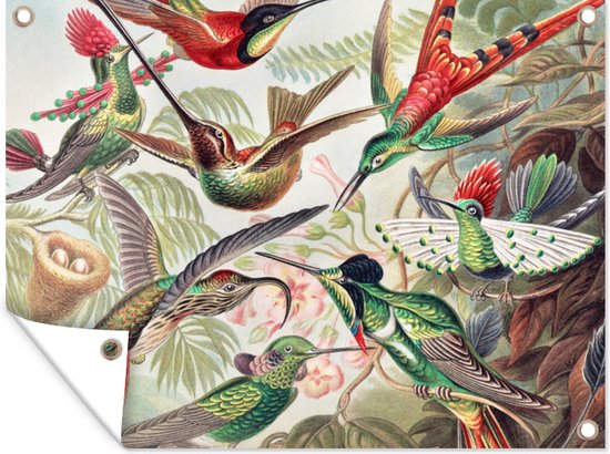 Tuin - Dieren - Kunst - Kolibrie - Ernst Haeckel - Tuinposter - Vogel - Schuttingdoek - 40x30 cm - Vintage - Vogels - Muurdecoratie - Tuindoek - Buitenposter