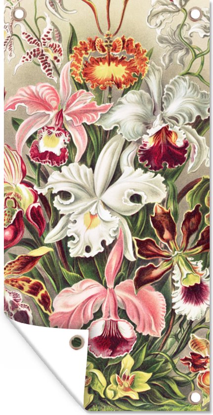Tuinposter - Tuin - Bloemen - Kunst - Vintage - Schuttingdecoratie - Ernst Haeckel - 40x80 cm - Tuinschilderij - Wanddecoratie - Tuindoek - Buitenposter