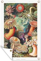 Tuinposter - Schuttingdecoratie - Retro - Kunst - Koraal - Ernst Haeckel - Tuindecoratie - Tuin - 80x120 cm - Tuindoek - Buitenposter