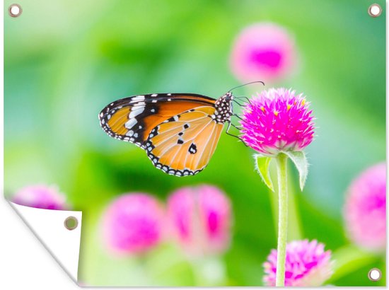 Tuinposter - Vlinder - Insecten - Bloemen - Fauna - Tuindecoratie - 40x30 cm - Tuindoek