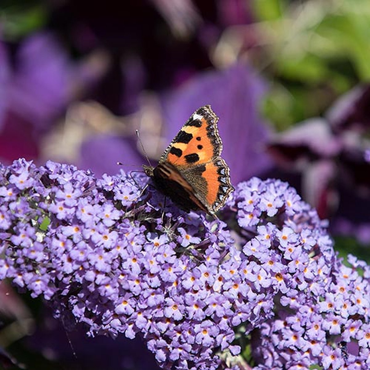 Vlinderstruik zaden - Vlinderstruik Violetblauw