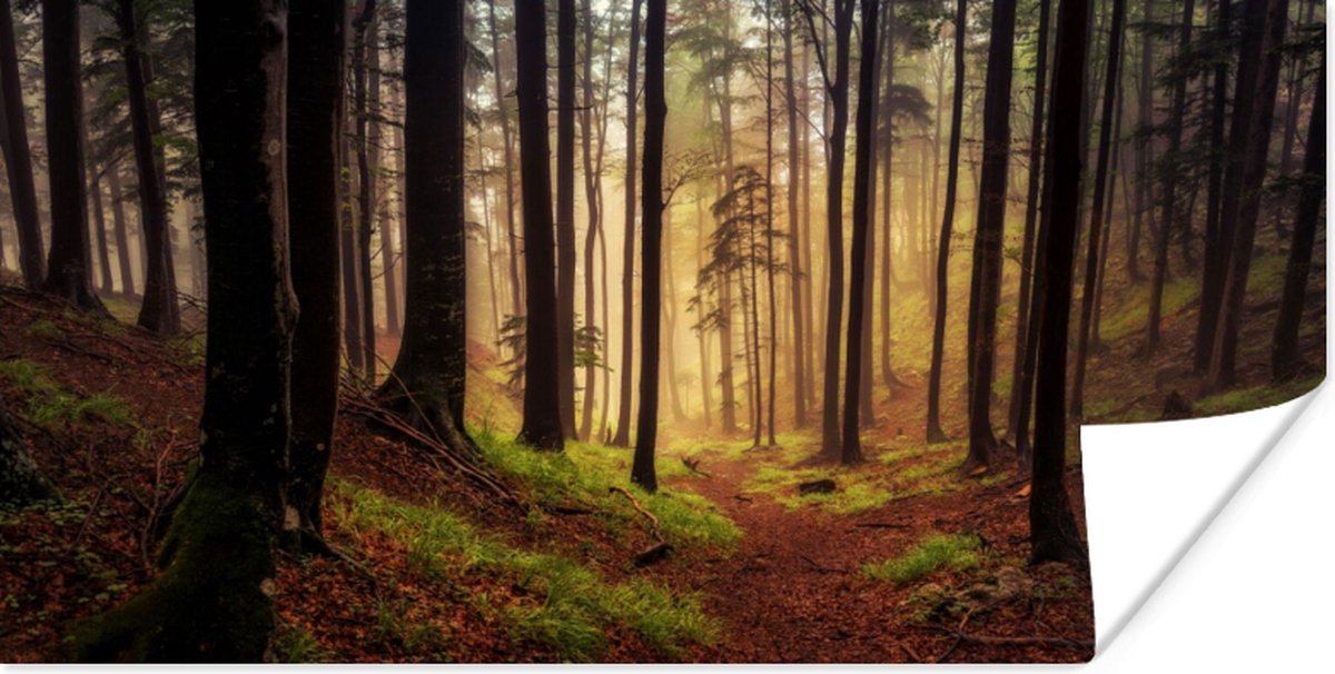 Poster Bomen - Natuur - Bos - 150x75 cm