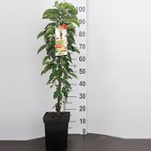Red Sensation -Appel zuilboom -Zeer compact- Fruitboom- 120 cm hoog- Potgekweekt