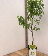Doyenné du Comice Poirier -Fruitier- 120 cm de haut- Tige basse- En pot- Variété de cultivateur professionnel