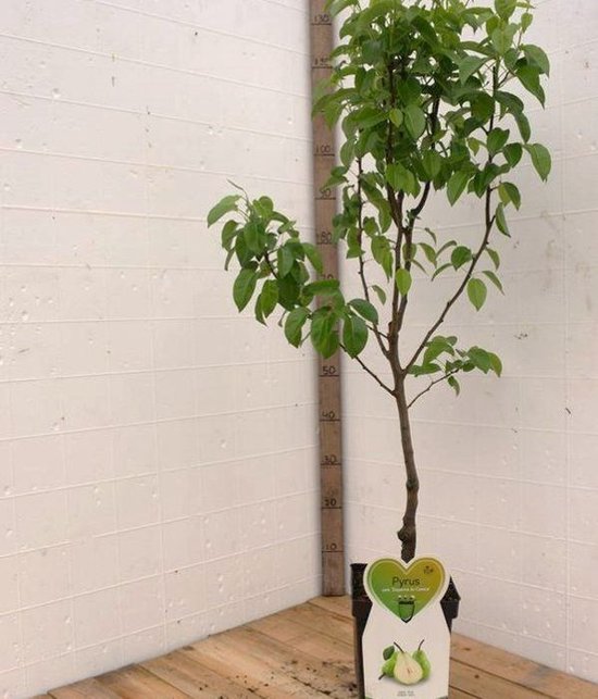 Een jonge perenboom met groene bladeren en een pot.