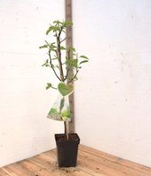 Condo -Peren zuilboom -Zeer compact- Fruitboom- 120 cm hoog- Potgekweekt
