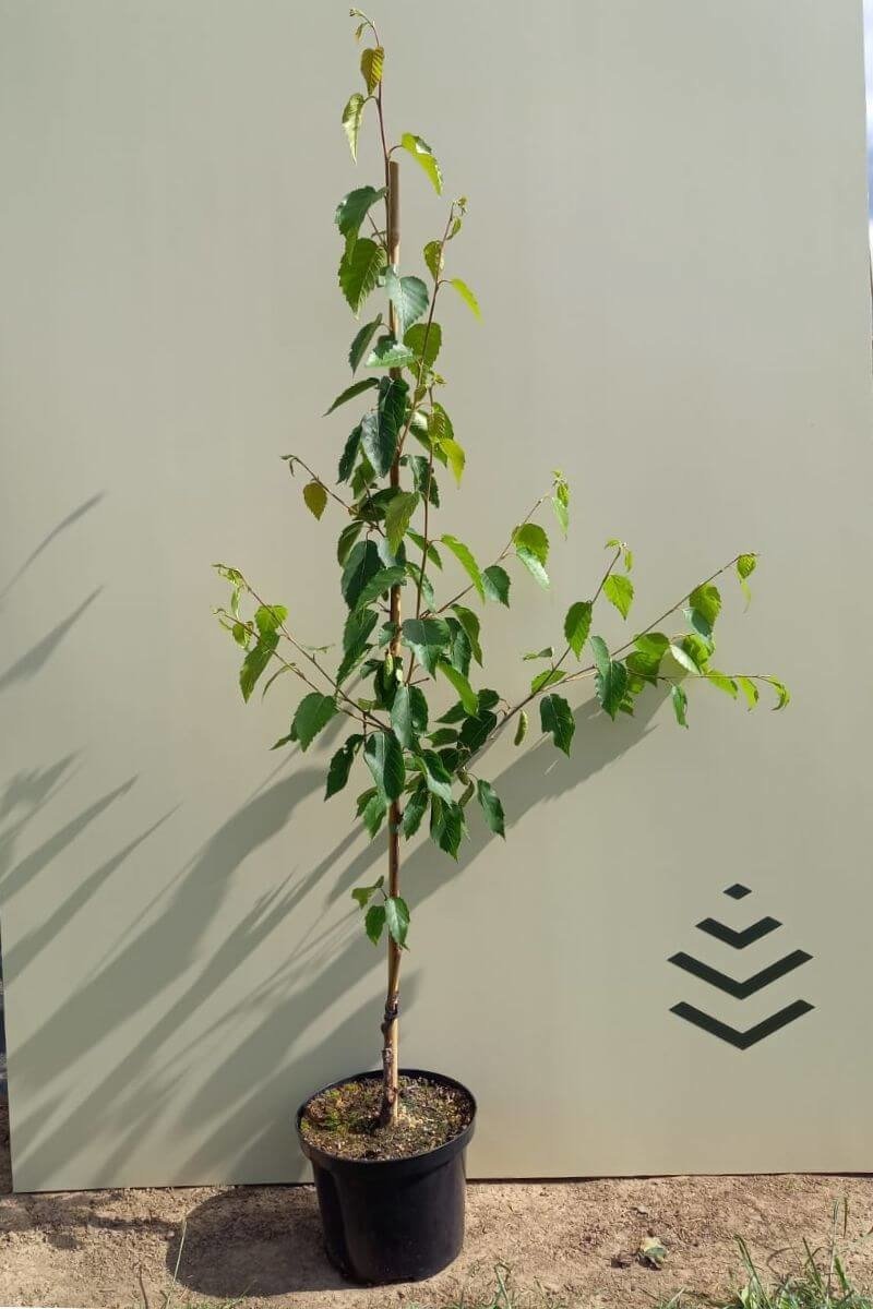 Chinese Rode Boom Jonge Chinese Rode Berk boom | Betula albosinensis 'Fascination' | 60 ...