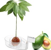 AvoSeedo - Avocado kweekset - Avocadoboom - Avocadoplant - Cadeau - Planten - Transparant