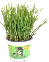 Herbe à chat - orge - animal de compagnie - Plante d'intérieur respectueuse des animaux - Triticum aestivum - taille du pot Ø12cm - 1 plant