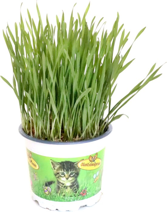 Kattengras - gerst - huisdier - Diervriendelijke kamerplant - Triticum aestivum - potmaat Ø12cm - 1 plant