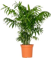 Chamaedorea Elegans – Mexicaanse Dwergpalm – Palm – Luchtzuiverend - ⌀18 cm - 70-80 cm