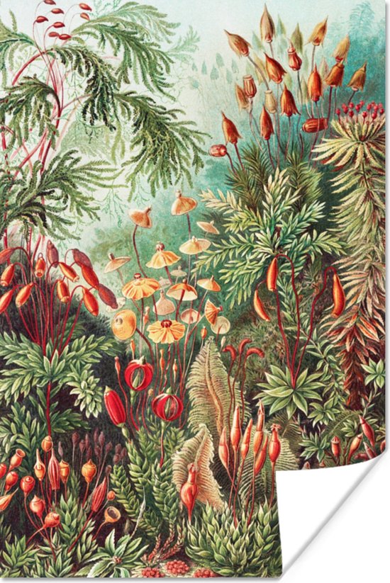 Poster Bloemen - Kunst - Vintage - Natuur - Botanisch - 20x30 cm