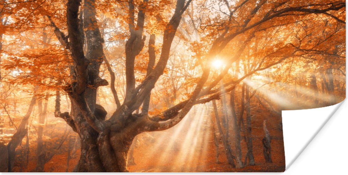 Poster Boom - Natuur - Herfst - 40x20 cm