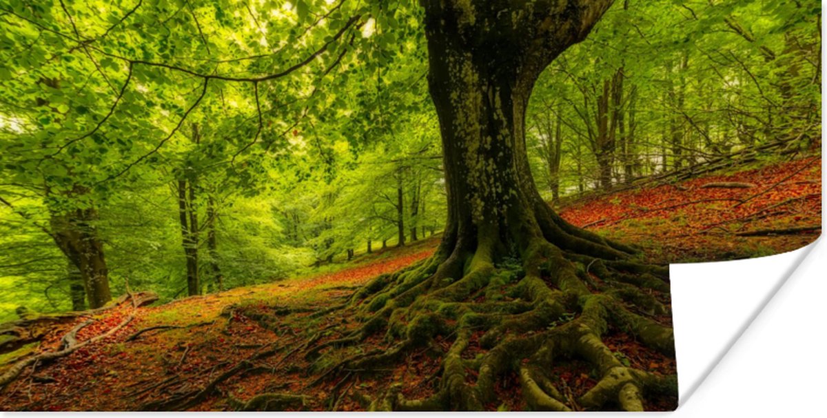 Poster Boom - Bos - Herfstbladeren - 150x75 cm